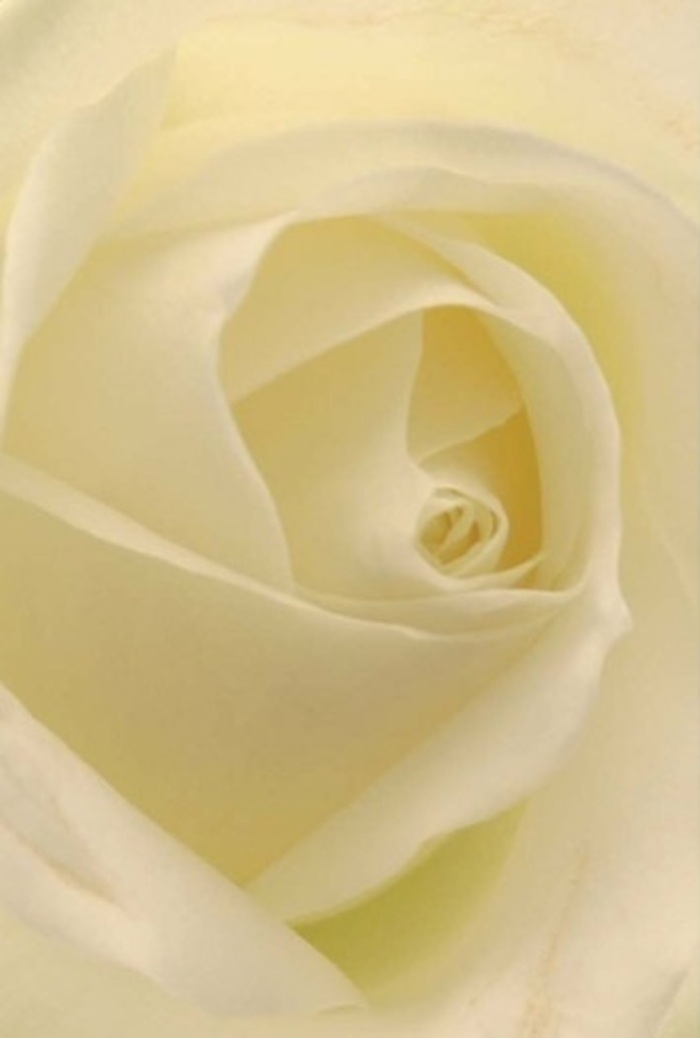 Gaze closely into this striking close-up of a white rose, and you are transported to the heart of Anerley where subtle grace triumphs. The creamy petals, unfurling in flawless concentric layers, are brought to life under gentle, overcast light-a palette of soft whites and pale butter blending seamlessly, accentuating each delicate fold. The matte petals, almost creamy to the eye, evoke a sensation of holding the freshest cut flower in your palm, cool and yielding. Between their curved edges, faint shadows create a hypnotic depth, each nuance a testament to the seasoned florist's artistry known throughout Anerley. This rose, perfect for a wedding bouquet delivered to a local church or a quiet moment of remembrance near Crystal Palace Park, suggests resilience wrapped in tenderness. Its spiral core glows with pristine beauty, whispering themes of purity and unspoken strength. The untouched outer edges gleam just slightly, as if kissed by morning light breaking over nearby garden squares. The gentle, barely-there scent conjures calming moments shared with loved ones, making this arrangement a pure reflection of thoughtful dedication and heartfelt intent unique to the Flowers Anerley tradition.